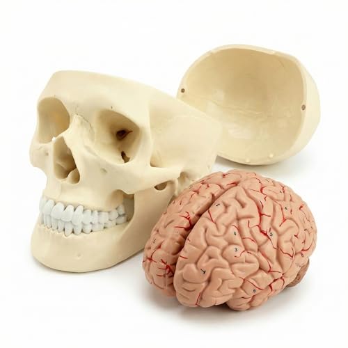 QWORK® 3-Part Human Skull Model and 8-Part Brain Model with